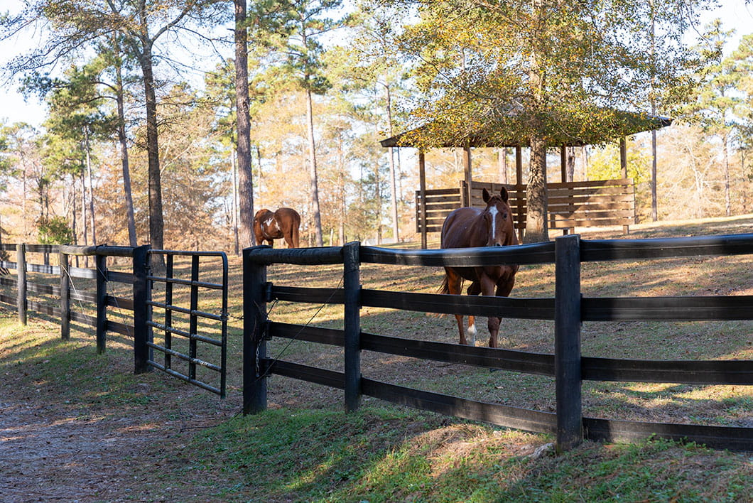 Horses at the Big Red Barn Retreat